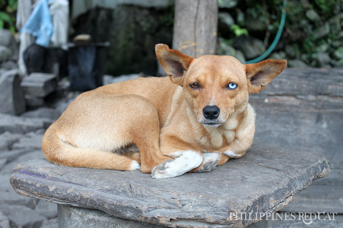 Banaue Dog