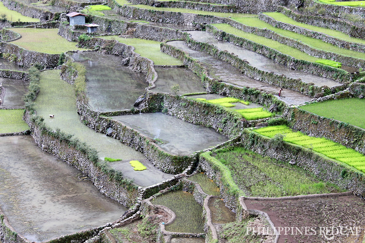 Banaue Rice Fields