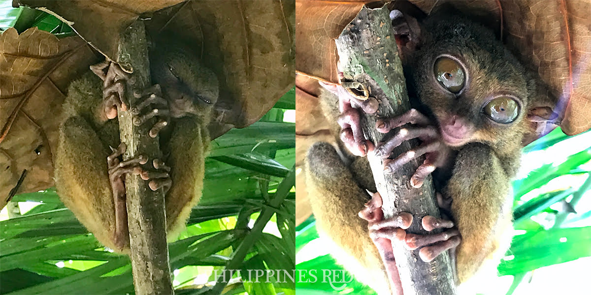 Bohol Tarsier