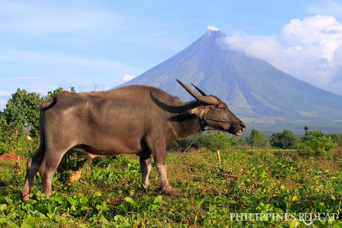 Legazpi Mount Mayon 2