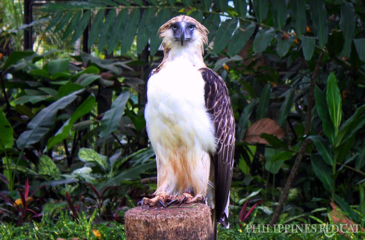 Philippine Eagle