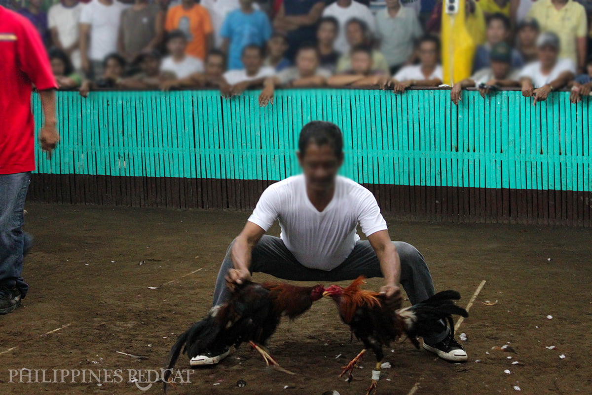 Philippines Cock Fighting 2