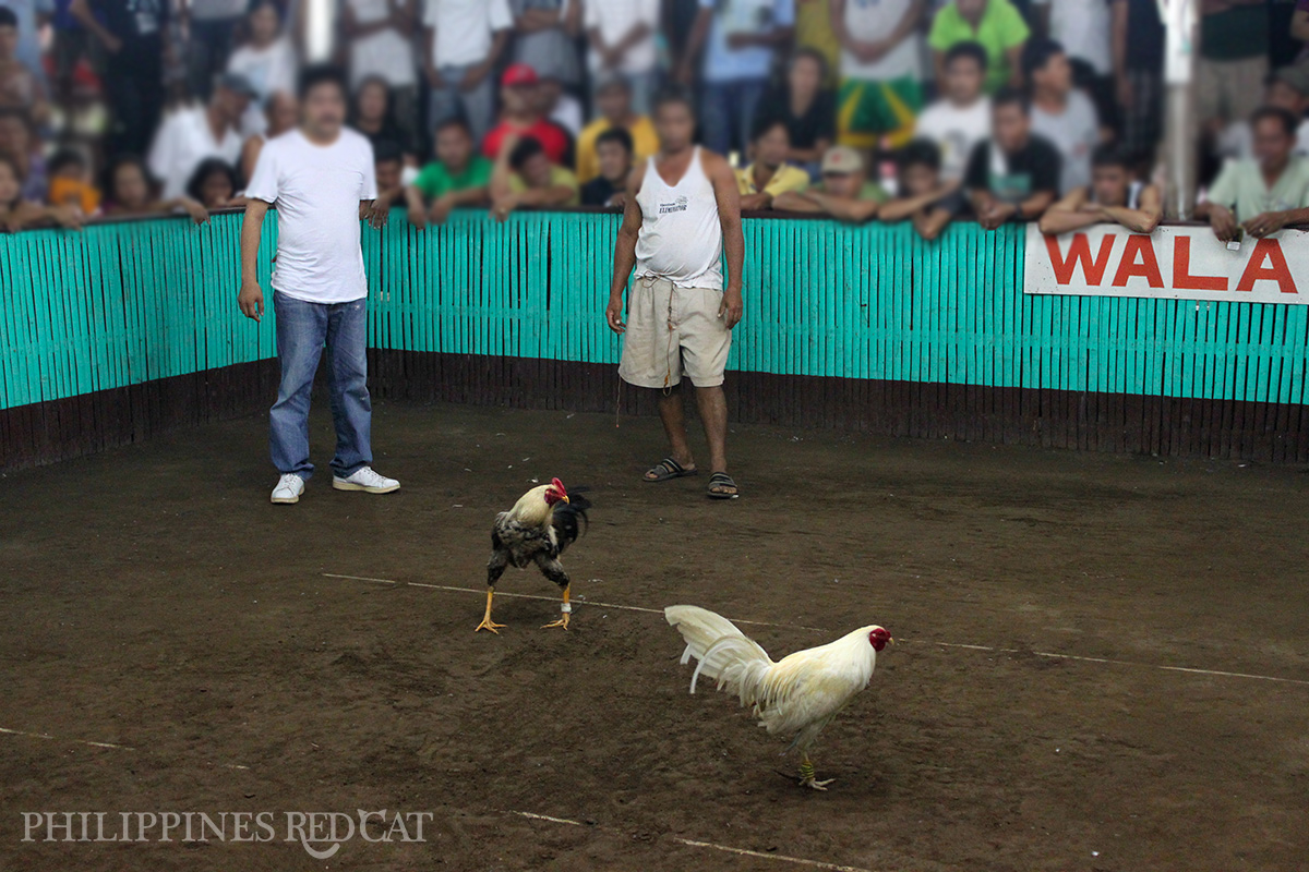 Philippines Cock Fighting 3