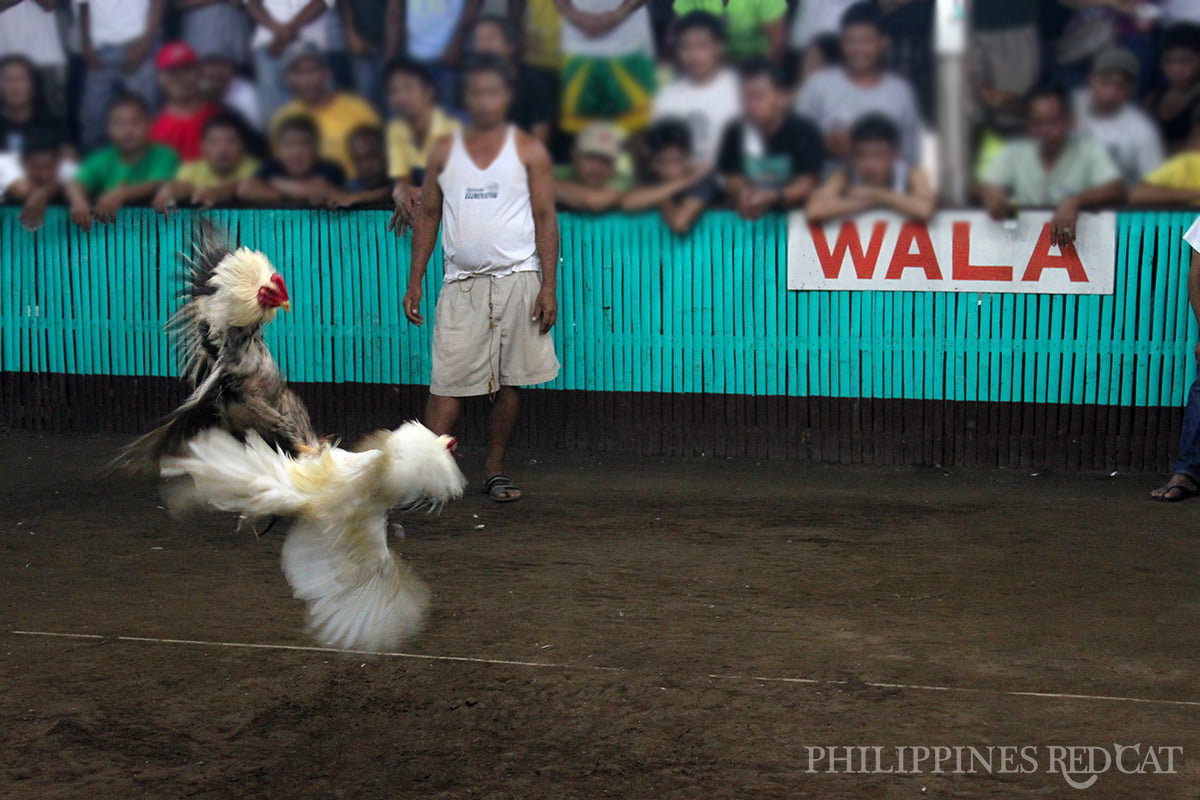 Philippines Cock Fighting 4