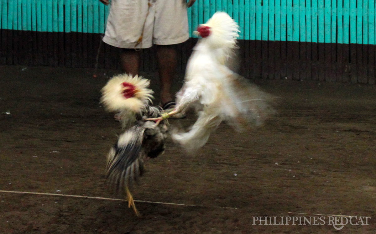 Philippines Cock Fighting 5