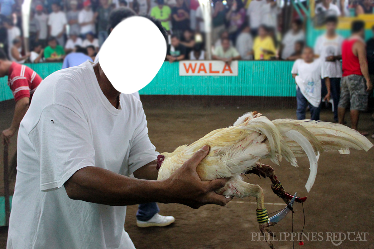 Philippines Cock Fighting 6
