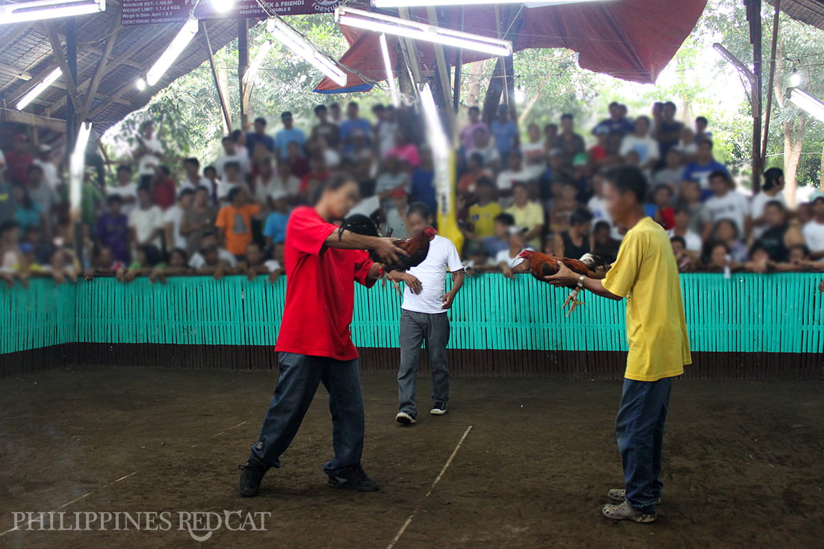 Philippines Cock Fighting 7