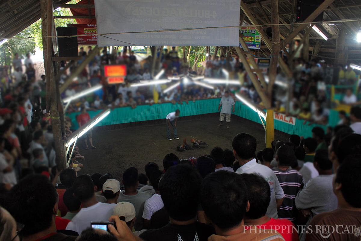 Philippines Cock Fighting